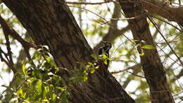 Image of White-winged Woodpecker