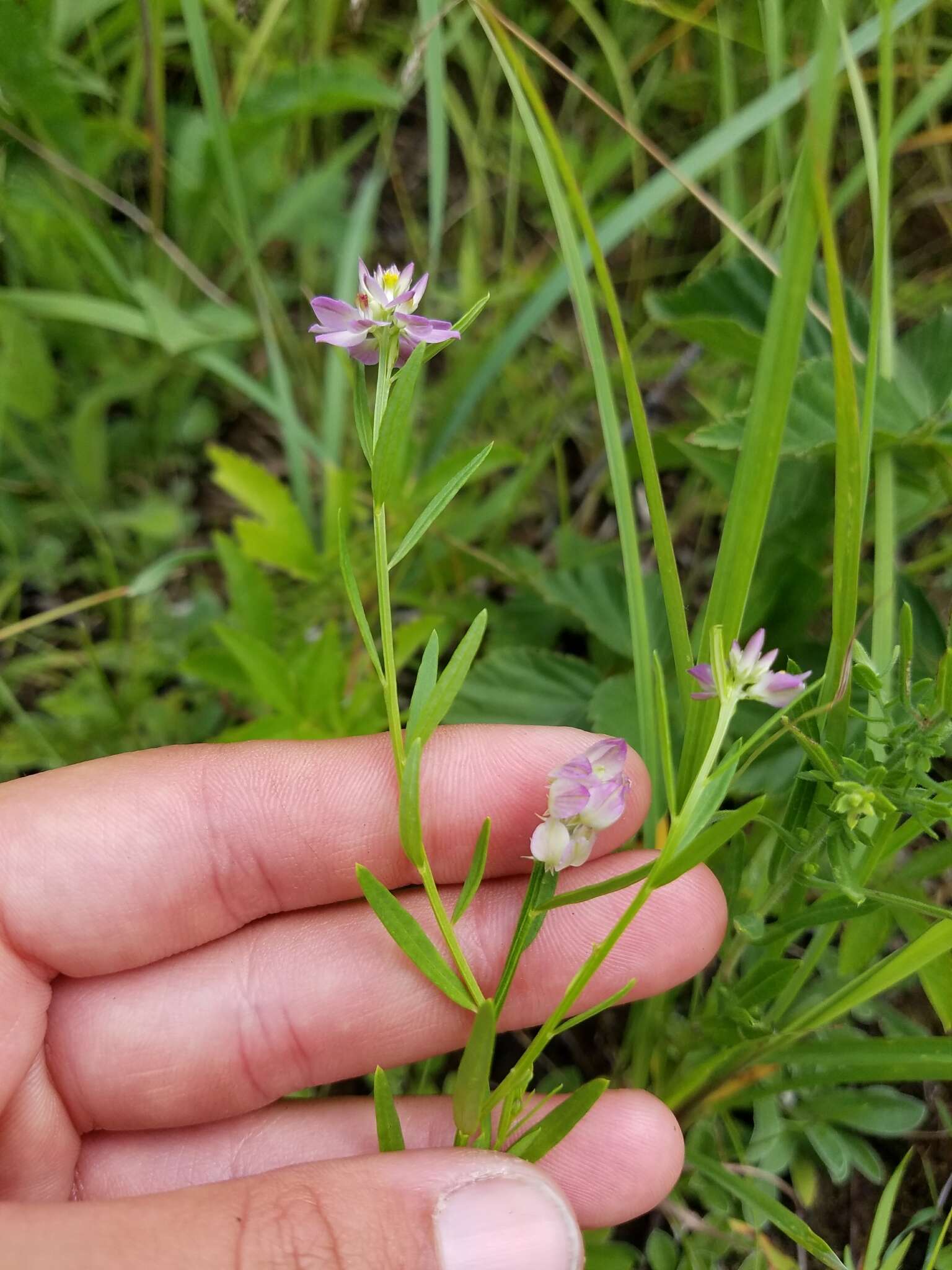 Image of blood milkwort