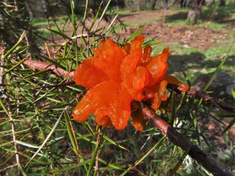 Sivun Gymnosporangium confusum Plowr. 1889 kuva