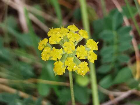 Image of Bupleurum alpigenum Jord. & Fourr.