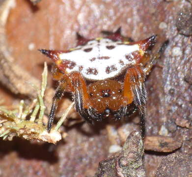 Image of Gasteracantha sanguinolenta C. L. Koch 1844