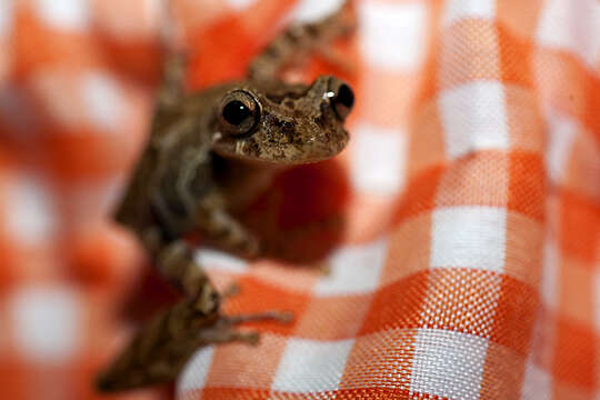 Image of Rio Verde Snouted Treefrog