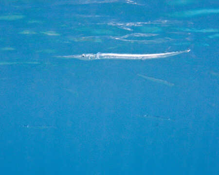 Image of Keeltail Needlefish