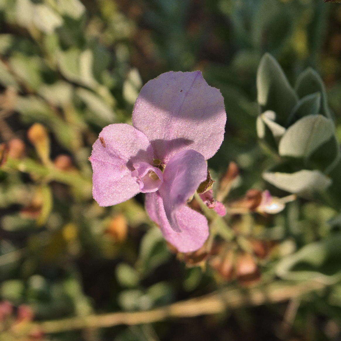 Image of Syncolostemon elliottii (Baker) D. F. Otieno