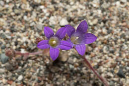 Imagem de Campanula rhodensis A. DC.