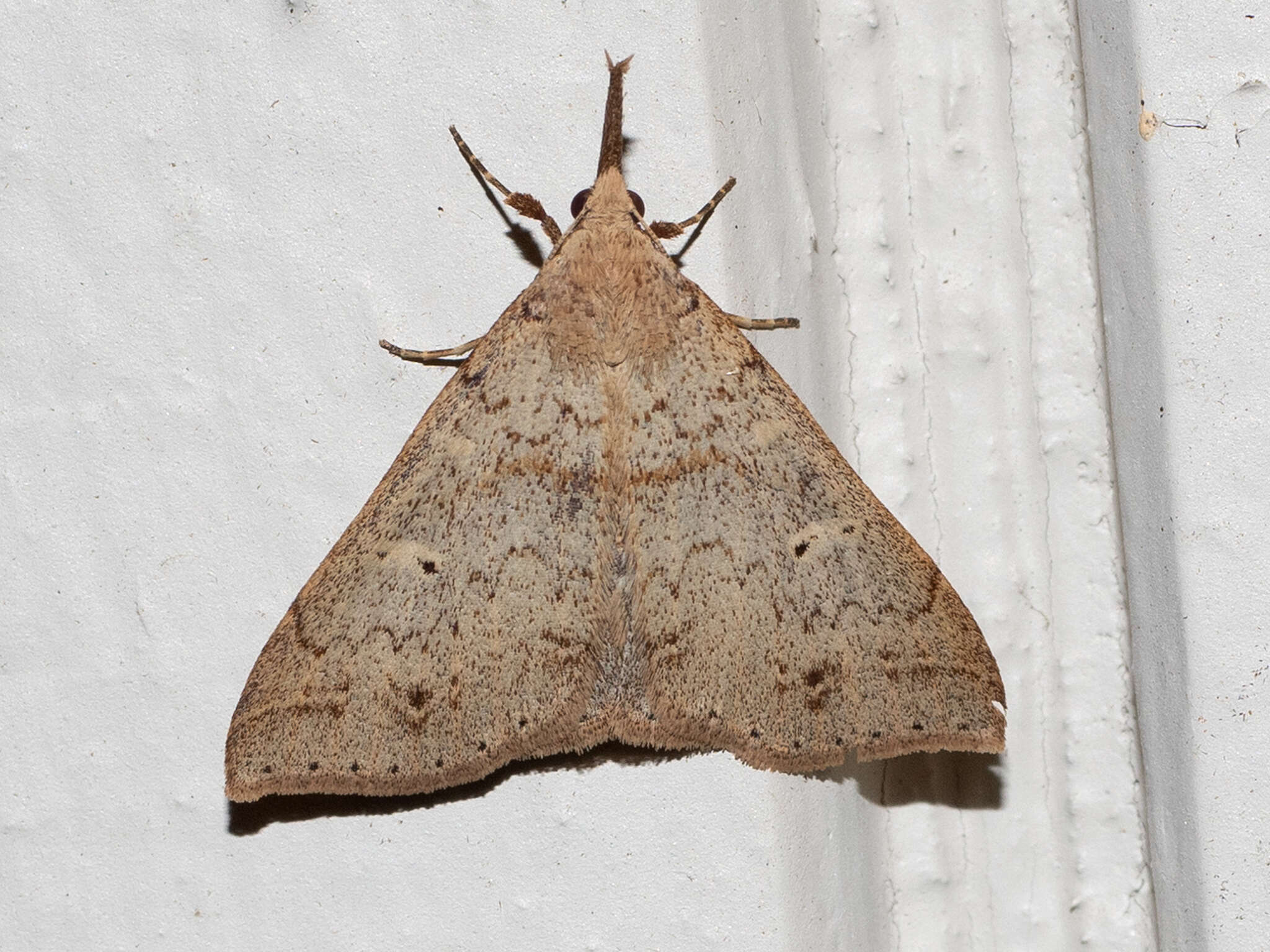 Image of Discolored Renia Moth