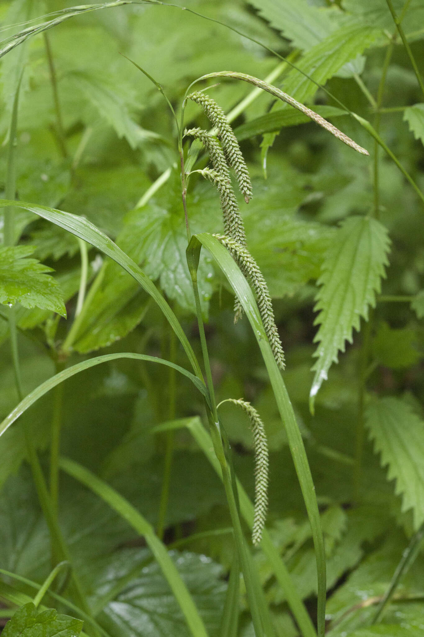 Image of Carex jaluensis Kom.