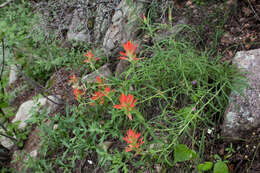 Image of Organ Mountain Indian paintbrush