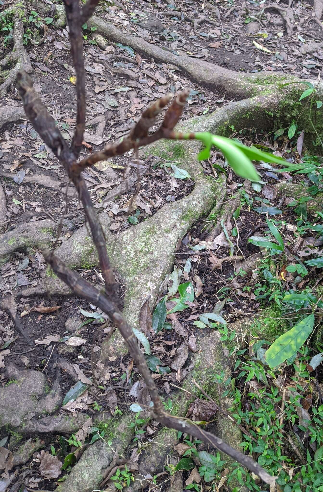 Image of Pinalia formosana (Rolfe) Ormerod