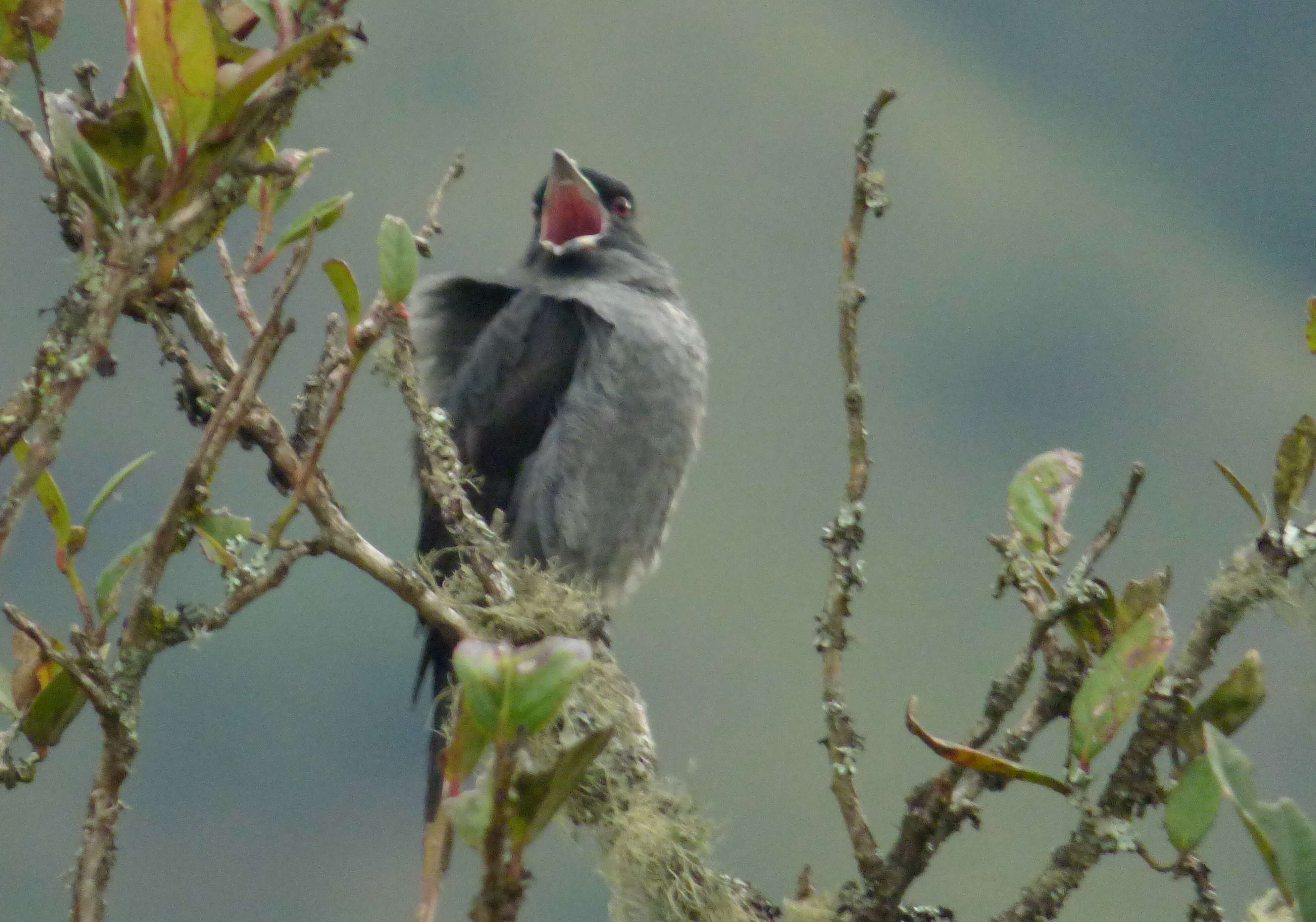 Image of Crested Cotingas