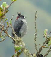 Image of Crested Cotingas