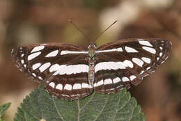 Image of Neptis hylas varmona Moore 1872