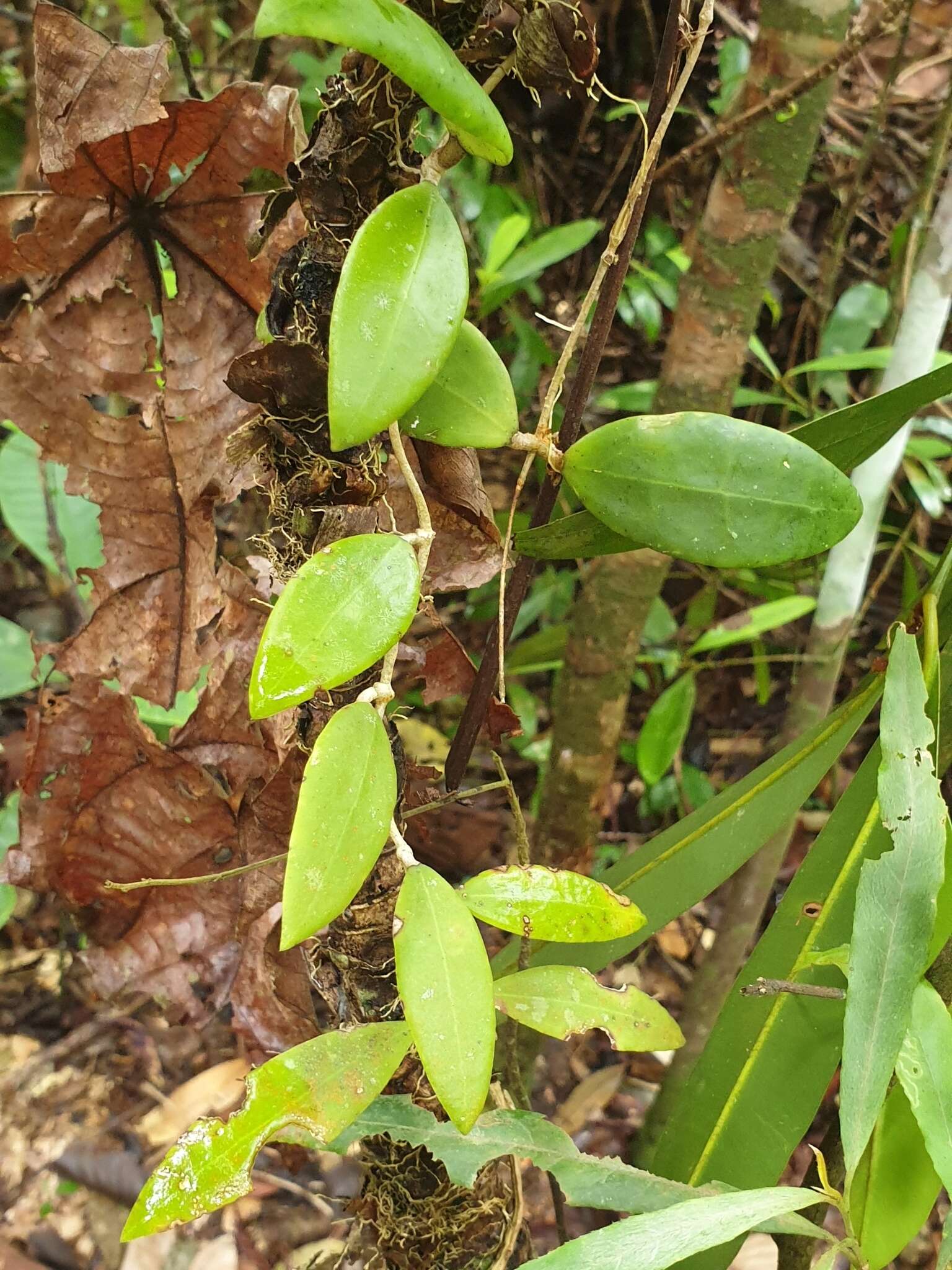 Image of Hoya acuta Haw.