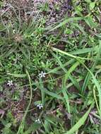 Image of Welsh mudwort