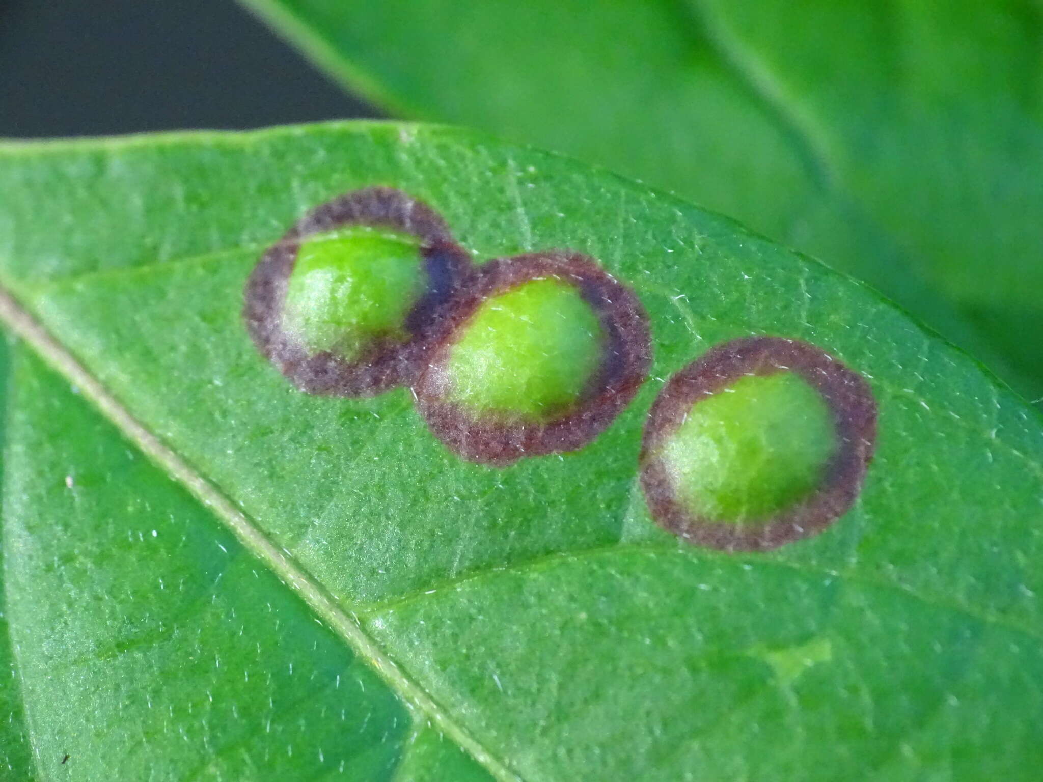 Image de Parallelodiplosis subtruncata (Felt 1907)