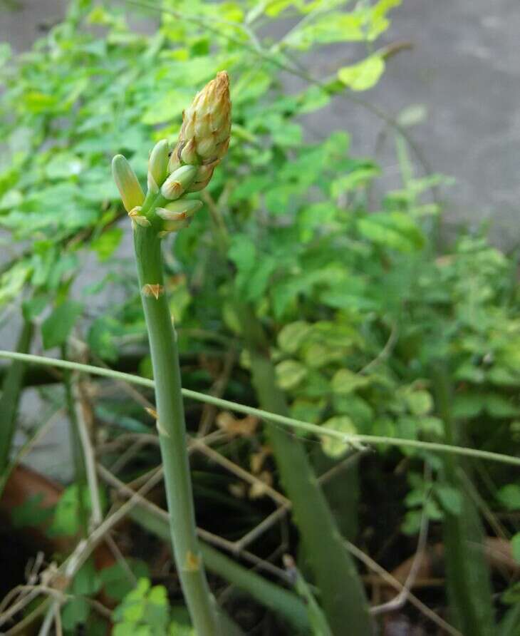 Image of Aloe vera