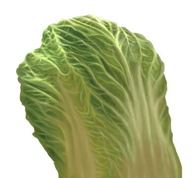 Image of Napa cabbage