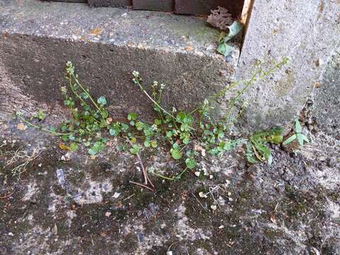 Image of early scurvygrass