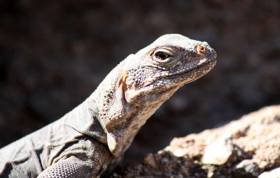 Image of Common Chuckwalla