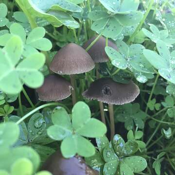 Image of Psathyrella corrugis (Pers.) Konrad & Maubl. 1949