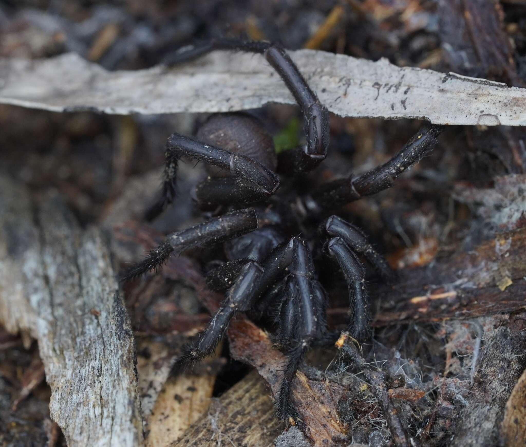 Image of Hadronyche venenata (Hickman 1927)