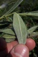 Image of Gray-Leaf Sierran Willow