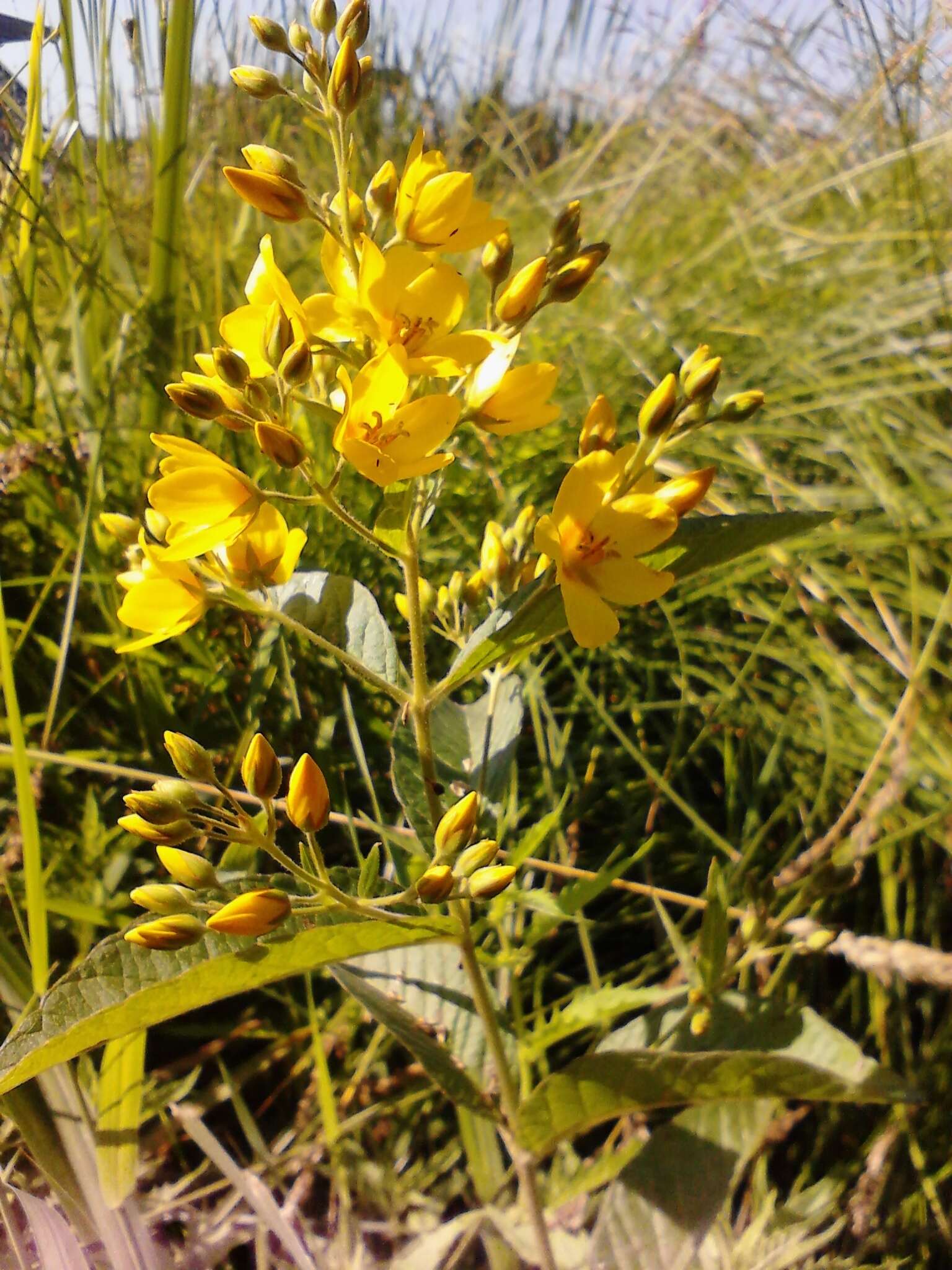 Imagem de Lysimachia vulgaris L.