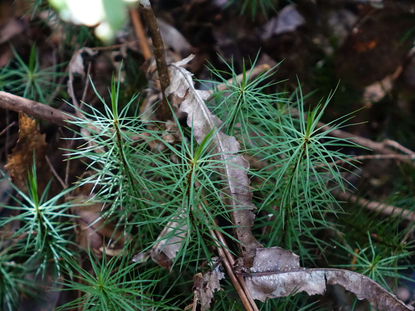 Image of Dawsonia superba Greville 1847