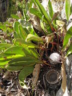 Plancia ëd Protea pruinosa J. P. Rourke