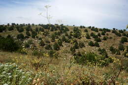 Image of Rumia crithmifolia (Willd.) Koso-Pol.