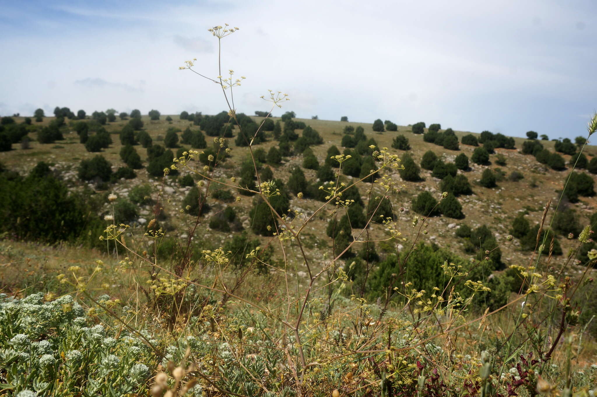 Image de Rumia crithmifolia (Willd.) Koso-Pol.