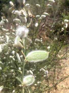 Image of striated broom