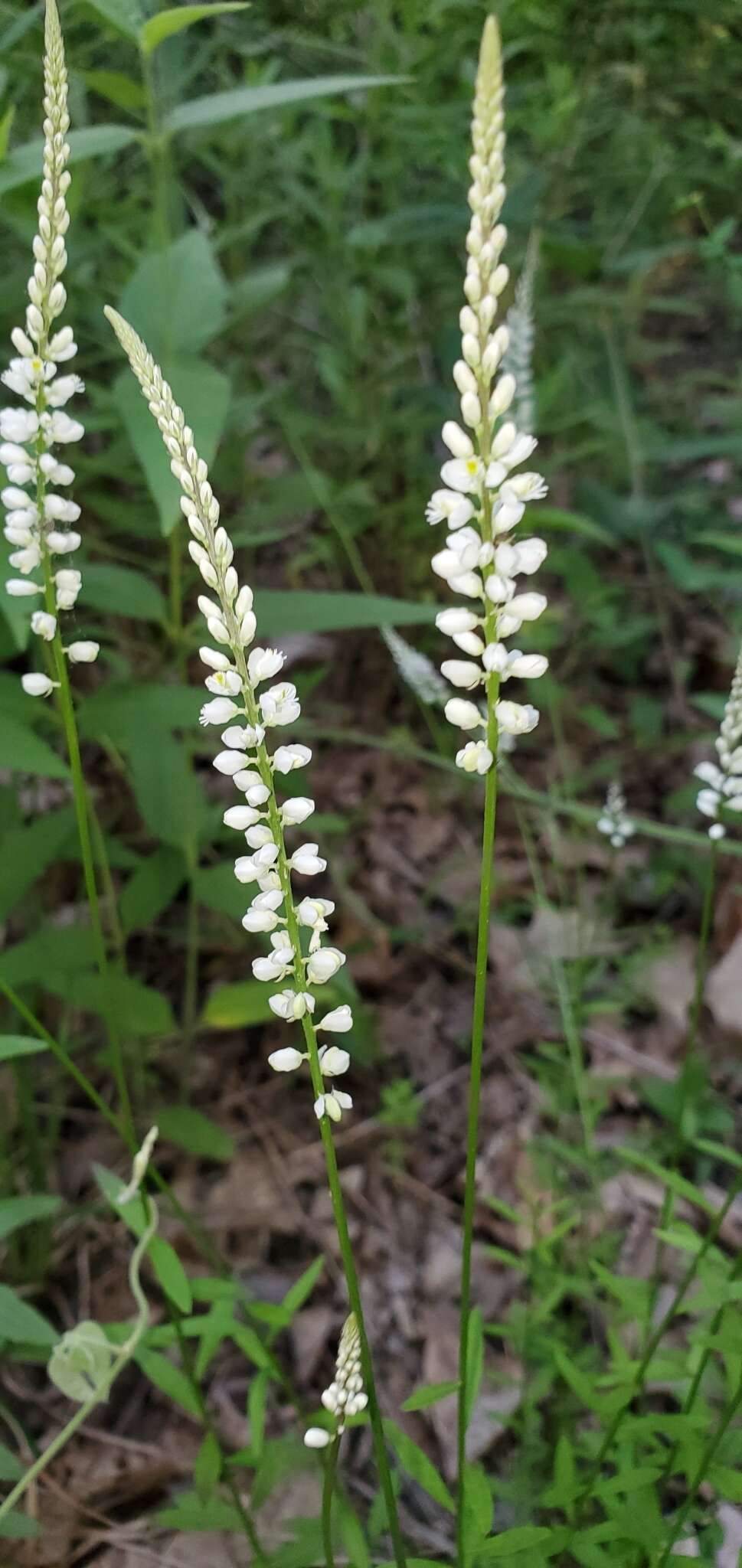 Polygala boykinii Nutt.的圖片