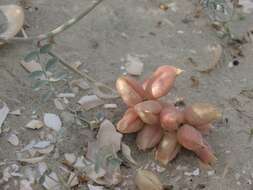 Image of <i>Astragalus <i>magdalenae</i></i> var. magdalenae