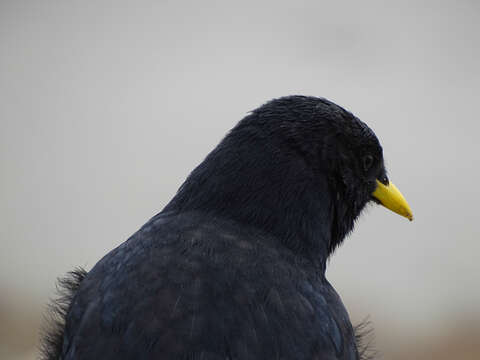 Image of Alpine Chough