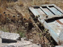 Image of Echinops sphaerocephalus subsp. sphaerocephalus