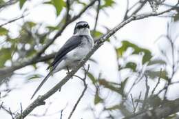 Image of Ryukyu Minivet