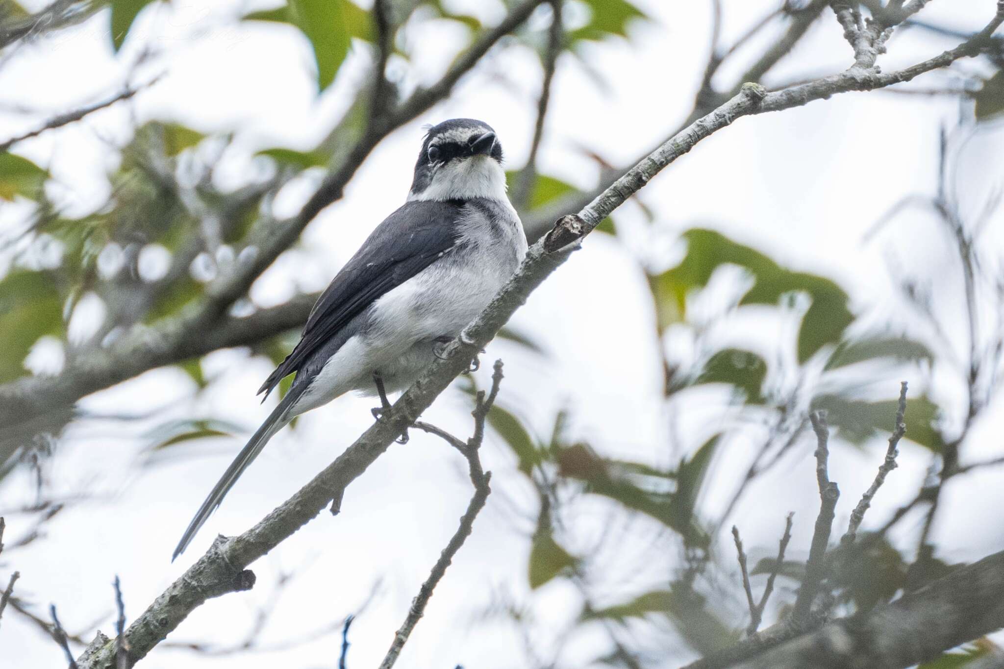 Image of Ryukyu Minivet