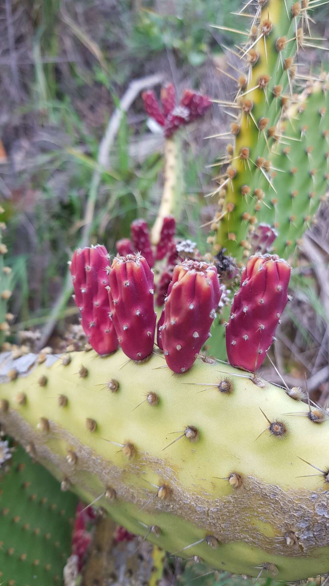 Image of Opuntia puberula Pfeiff.