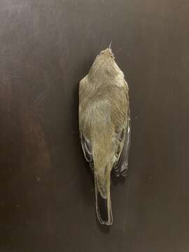 Image of Common Chiffchaff