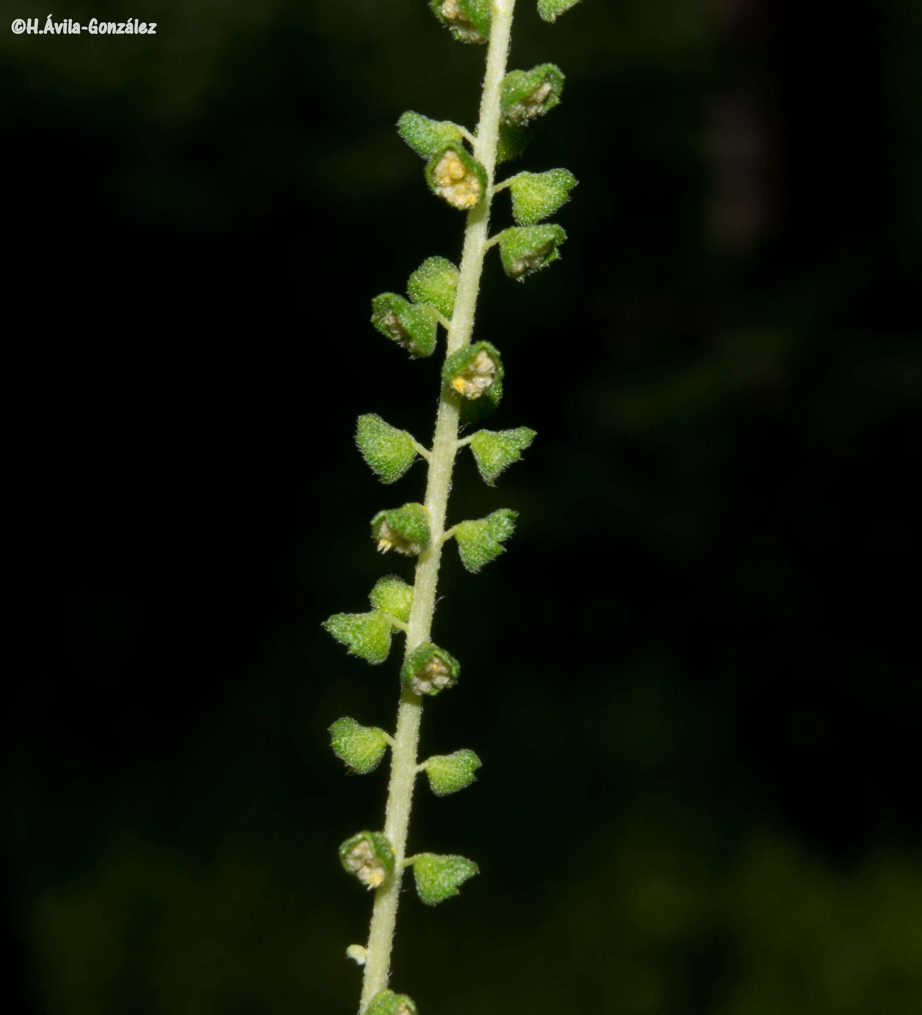 Image de Ambrosia peruviana Willd.