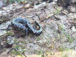 Image of Plethodon welleri Walker 1931