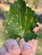 Image of Puccinia modiolae P. Syd. & Syd. 1903