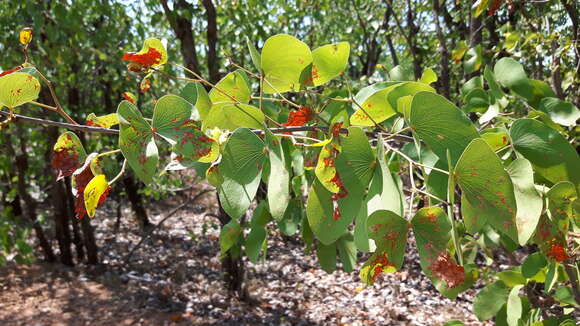 Image of Colophospermum