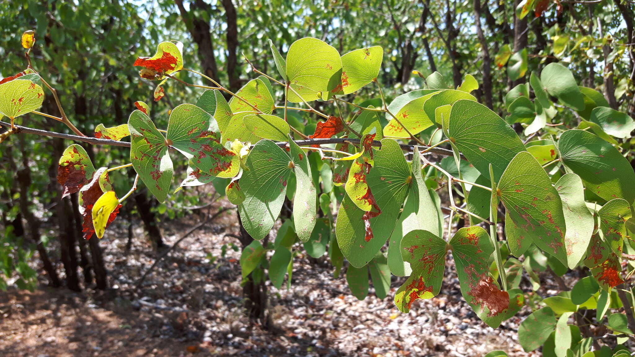 Imagem de Colophospermum