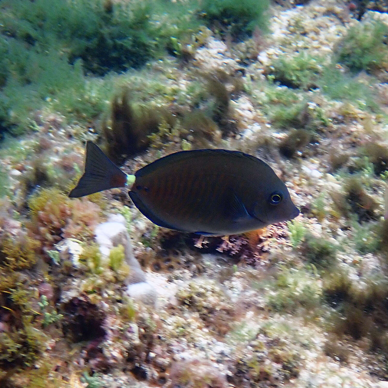 Image of Yellowspotted Sawtail