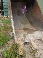 Image of Jersey toadflax