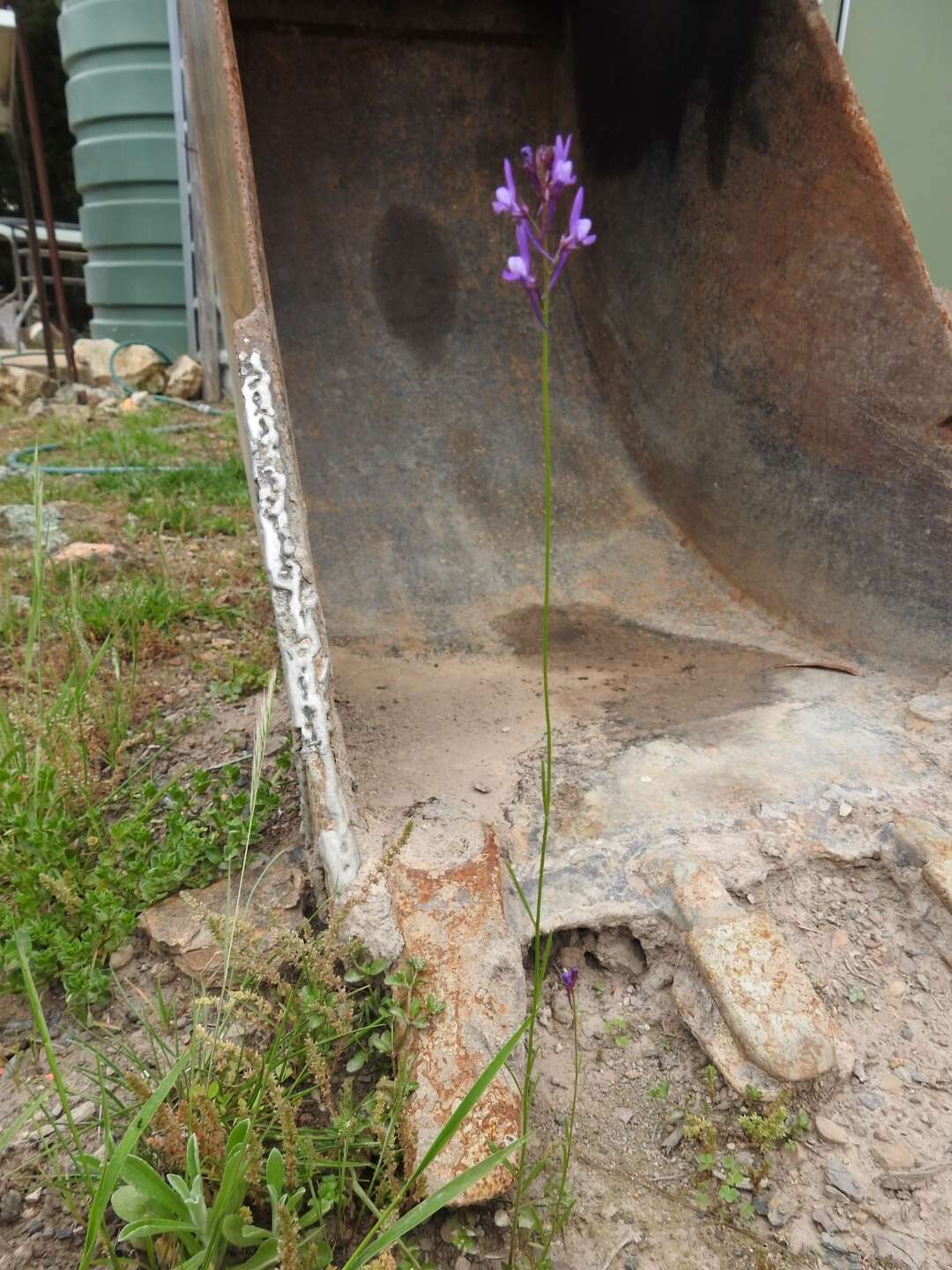 Sivun Linaria pelisseriana (L.) Mill. kuva