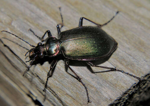 Слика од Calosoma (Calosoma) wilcoxi Le Conte 1847