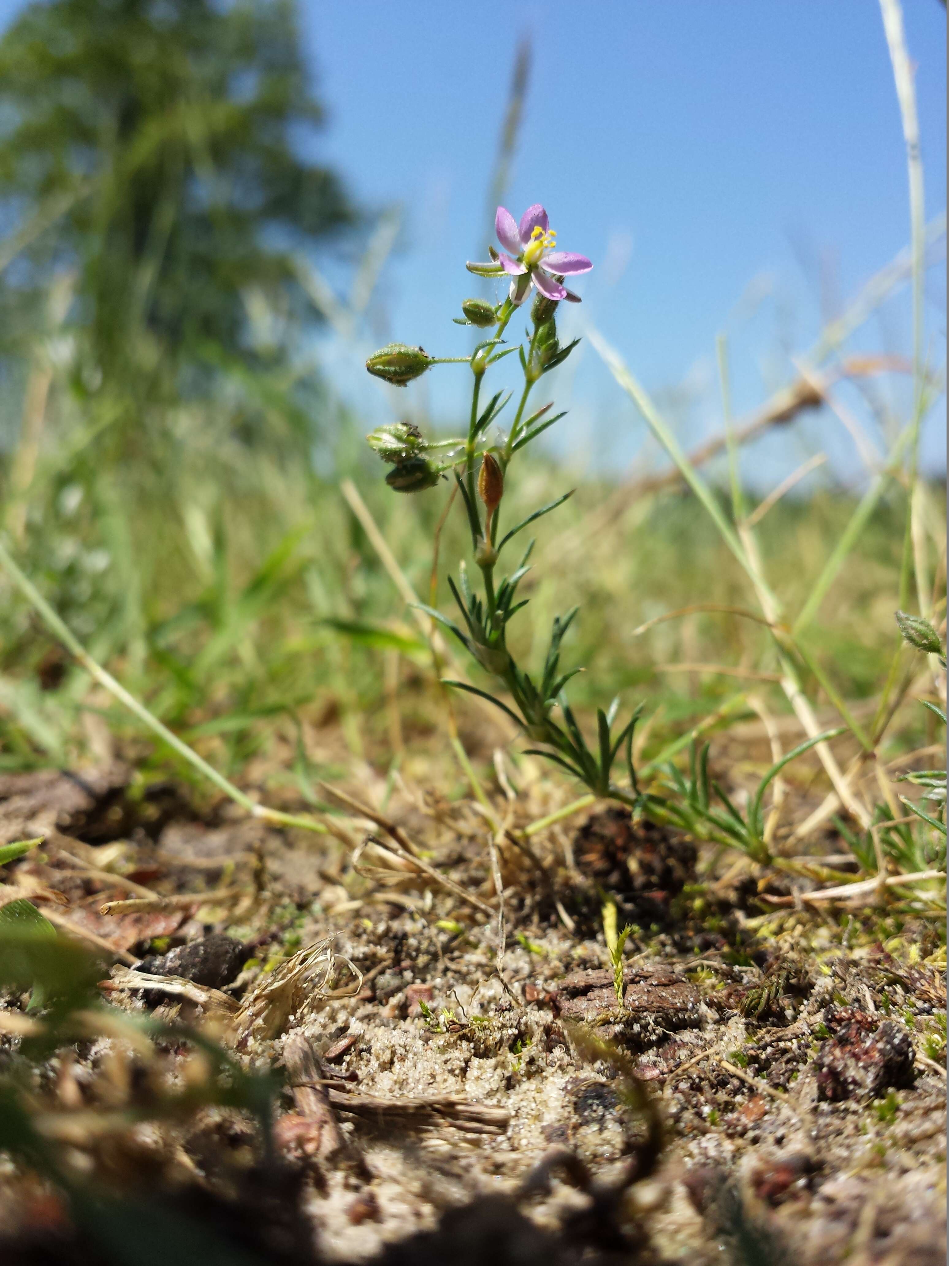 Image of red sandspurry